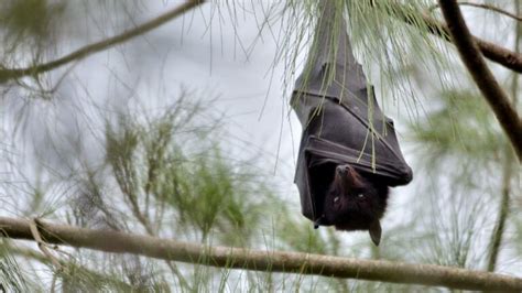 Flying fox habitat loss increases the risk of Hendra virus spillover