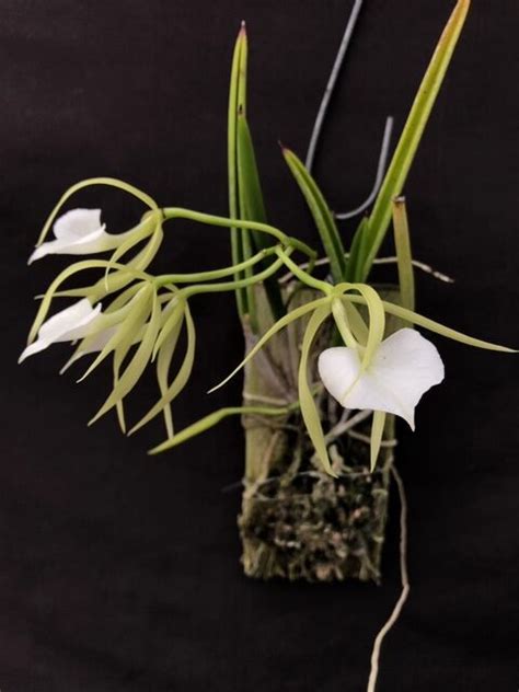 Brassavola Nodosa Lady Of The Night Orchid 4″ Pot Gardino Nursery