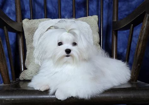 Maltese Puppies For Sale