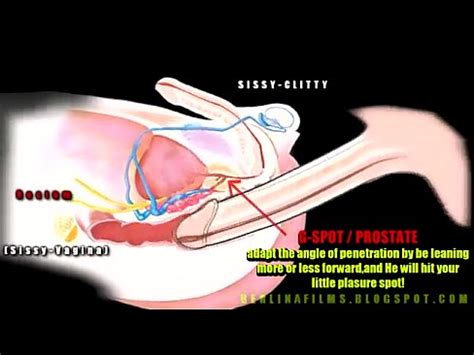Shemale Anatomy XVIDEOS