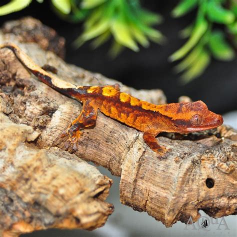 Flame Crested Gecko (Correlophus ciliatus) - Aqua Imports