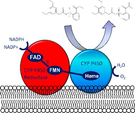 Characterization Of Cytochrome P S With Key Roles In Determining