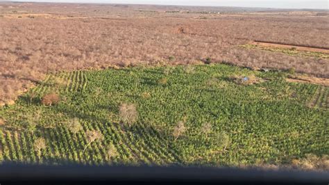 Polícia encontra plantação 170 mil pés de maconha no sul do Piauí