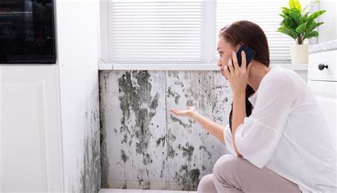 Is Mold Covered By Home Insurance