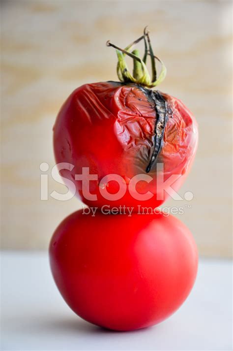 Rotten Tomatoes Stock Photo Royalty Free Freeimages