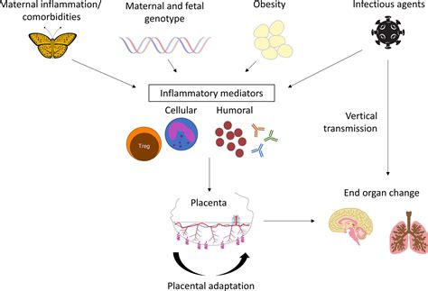 Frontiers Maternal Fetal Inflammation In The Placenta And The