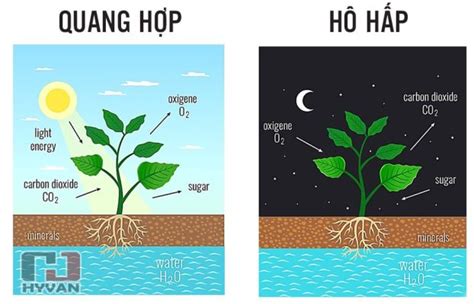 CO2 Được Hấp Thụ Vào Cây Trong Trường Hợp Nào Hiểu Về Quá Trình Quang Hợp