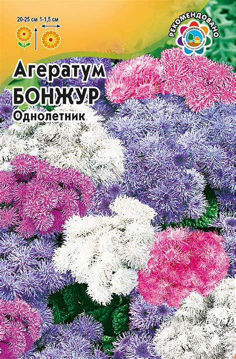 Агератум: выращивание из семян, когда сажать, фото цветов, посадка и ...