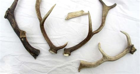 8 Things To Know About Deer Antlers Florida Independent