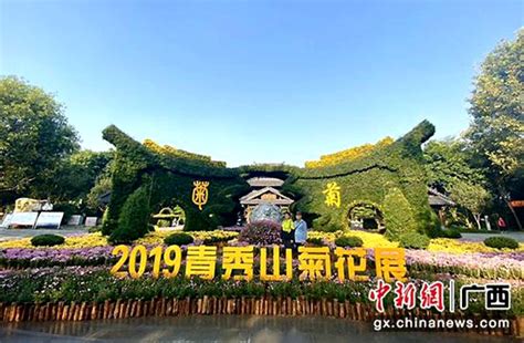 10万盆菊花亮相青秀山 广西首页 中国天气网