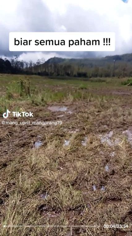 Video Viral Kemarahan Petani Edelweis Ranca Upas Susah Payah Tanam