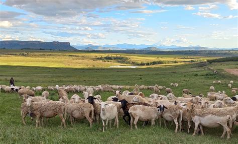Free State sheep rustlers driving farmers out of business — police