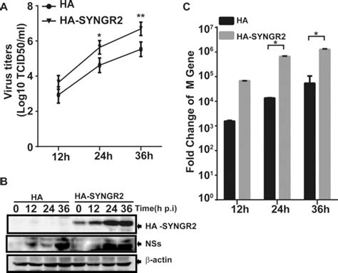 Synaptogyrin Promotes Replication Of A Novel Tick Borne Bunyavirus