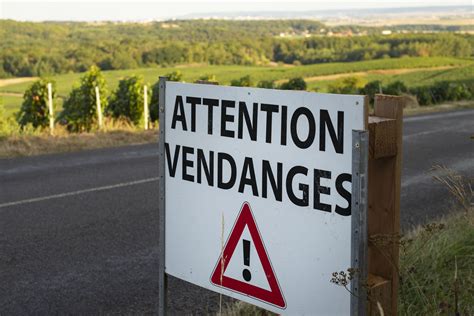 La Publication Des Dates De Vendanges En Champagne Aura Lieu Le