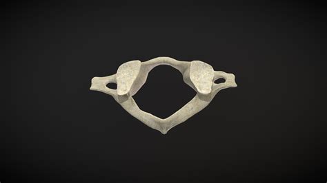 Vertebra Atlas Atlas Vertebrae Download Free 3d Model By Ualde