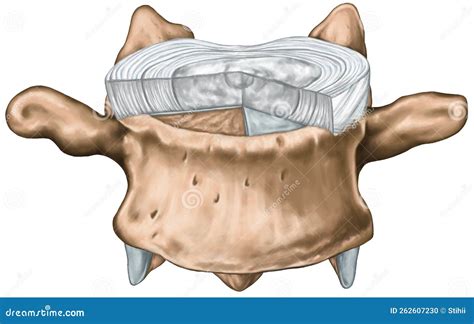 Structure Of An Intervertebral Disk Segment Stock Illustration