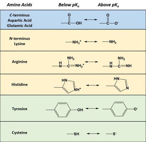 The Polar Hydrophilic Amino Acids Can Be Subdivided Into Three Major