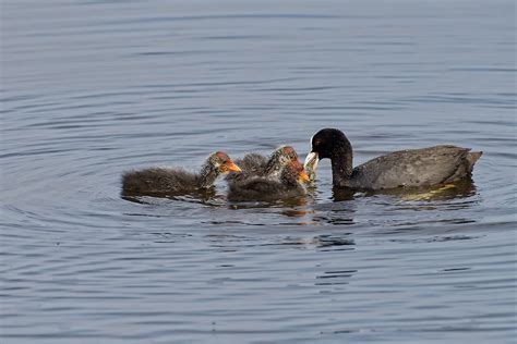 Foulque Macroule Fulica Atra Eurasian Coot Brenne In Flickr