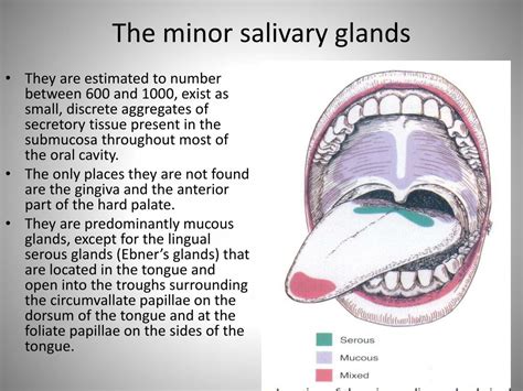 Ppt Salivary Glands And Saliva Powerpoint Presentation Free Download