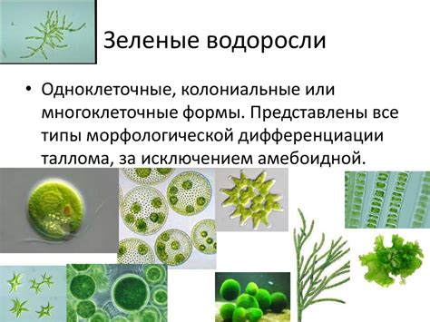 Зеленые водоросли - презентация онлайн