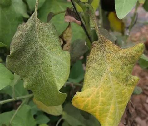 Manchas Pretas Nas Folhas Da Planta Saiba O Que Noticias De Jardim