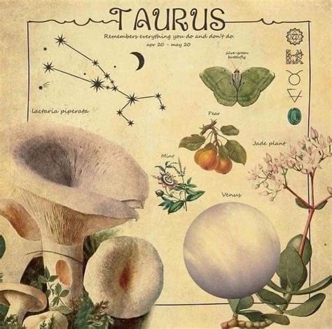 Pin By Amanda Hannevold On Lily Taurus Art Astrology Taurus