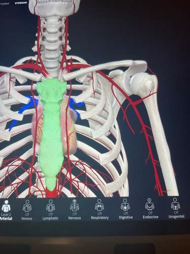 Anatomy Lab Exam 1 Flashcards Quizlet