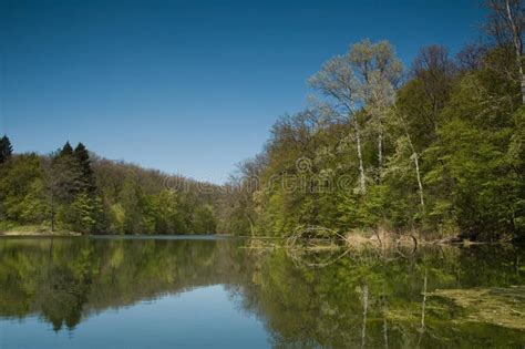 Lake Forest Stock Image Image Of Sunshine Water Reflection 13114207