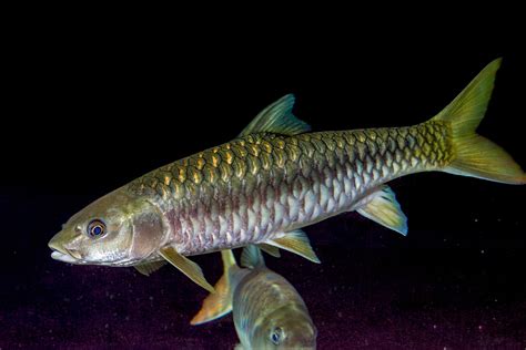 13 Elusive Freshwater Fish In Unexplored Rivers Rarest Org