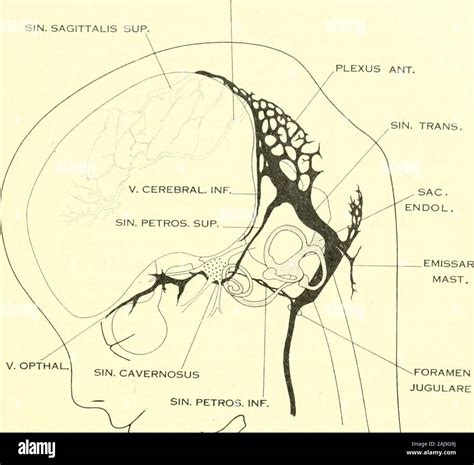 Endolymphatic Sac