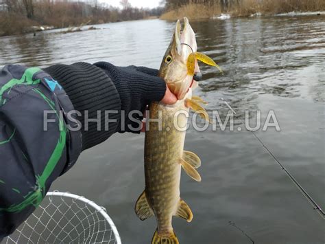Силіконова приманка Sexy Impact | FISHFISH