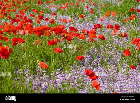 Poppies And Wildflowers Willamette Valley Oregon Usa Stock Photo Alamy