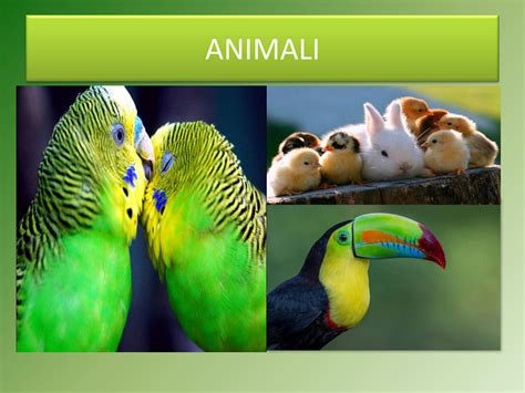 Solution Vocabulario De Animales En Italiano Studypool