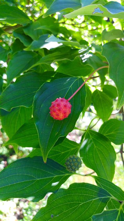 Japanese Dogwood Tree Fruit | Fruit Trees