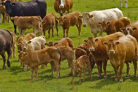 Autumn Management Of The Suckler Herd Agriland Ie