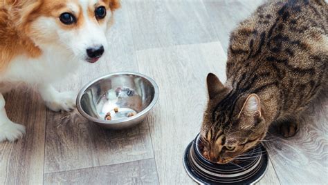 Can Dogs Eat Cat Food? Is Cat Food Safe For Dogs? - DogTime