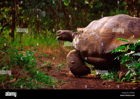 Giant Tortoise Geochelone Elephantopus Santa Cruz Galapagos Islands