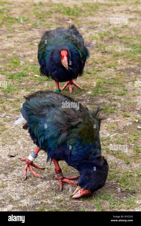 New Zealand Takahē, breeding male and female pair of rail (Porphyrio hochstetteri) indigenous ...