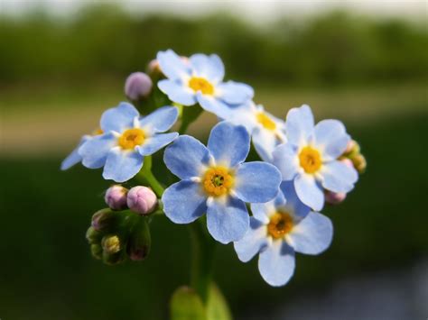 Forget Me Not How To Plant And Grow Forget Me Not Flowers The Old