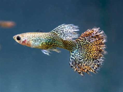 Types Of Guppies 56 Fish Varieties To Keep You Preoccupied