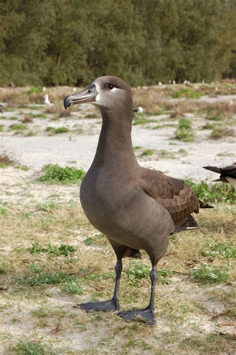 Black-footed albatross - Wikipedia