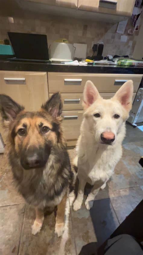 2 Full German Shepherdswhite One Is A Panda A Mutation In The Kit