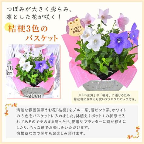 敬老の日 プレゼント ギフト 花 鉢 定番 鉢花 花鉢 生花 リンドウ 鉢植え 寄せ植え フクロウ 招き猫 敬老の日プレゼント 敬老の日ギフト