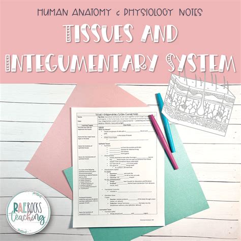 Integumentary System in Humans - Rae Rocks Teaching