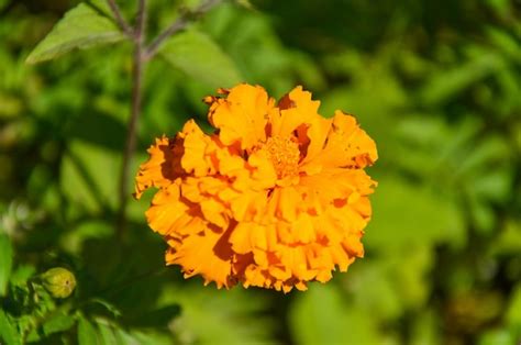 Premium Photo | Tagetes erecta in the garden