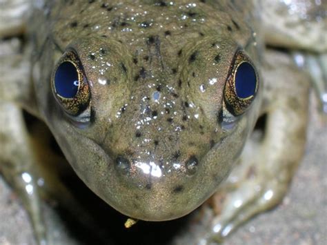 Tuatara—a three-eyed monster? – Tiritiri Matangi