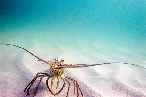 Florida Lobster Season Aurie Carissa