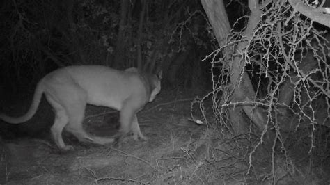 Por Primera Vez En M S De A Os Logran Registro De Un Puma En