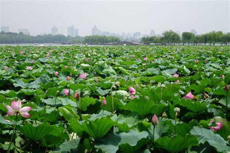 Hangzhou West Lake in Summer. Editorial Stock Image - Image of lake ...