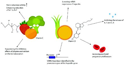 Importance Of Vitamins C And D In The Treatment Of Iron Deficiency Download Scientific Diagram